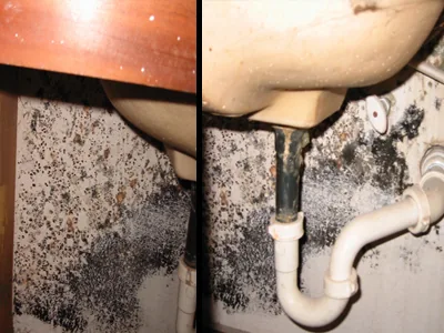 Mold growth on drywall below a sink with a water leak