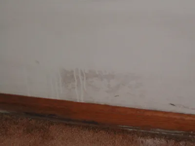 Visible mold growth across painted gypsum board, a baseboard and nearby carpet in a basement apartment