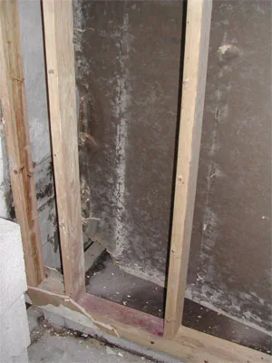 Mold growth visible inside an opened wall cavity
